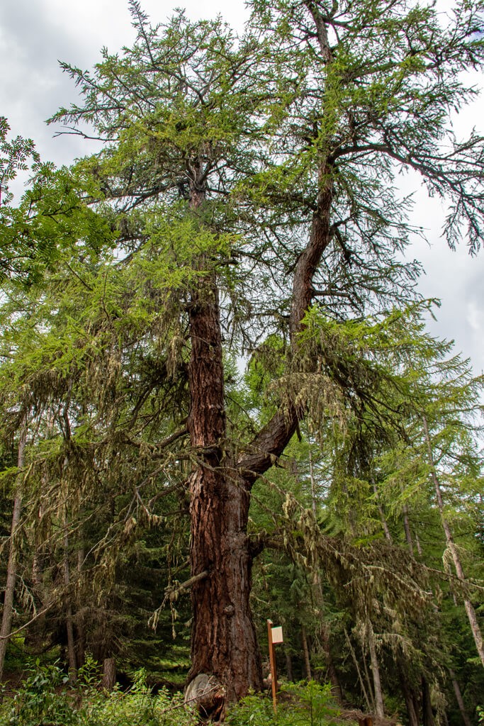 Le Gros Mélèze Montricher-Albanne