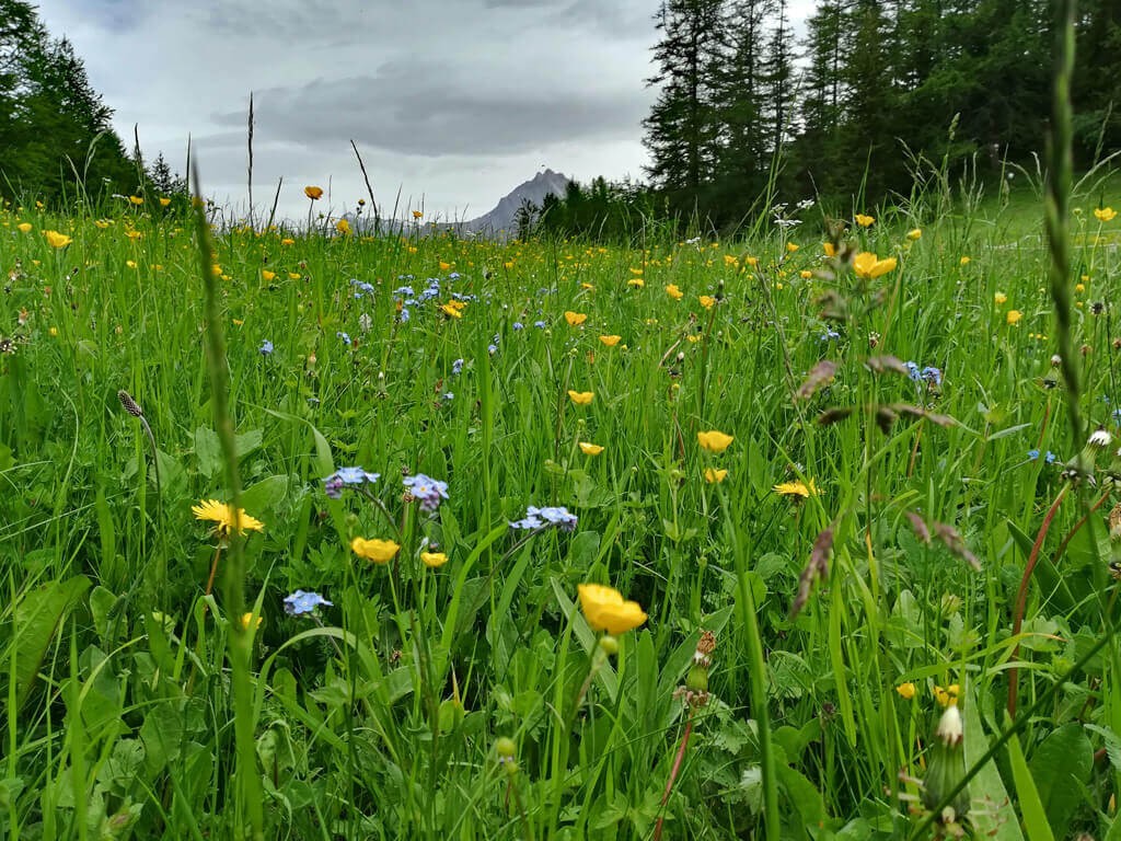 Paysage Montricher-Albanne